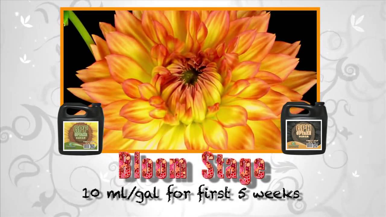 Why to use Humic or Fulvic acid in your garden.