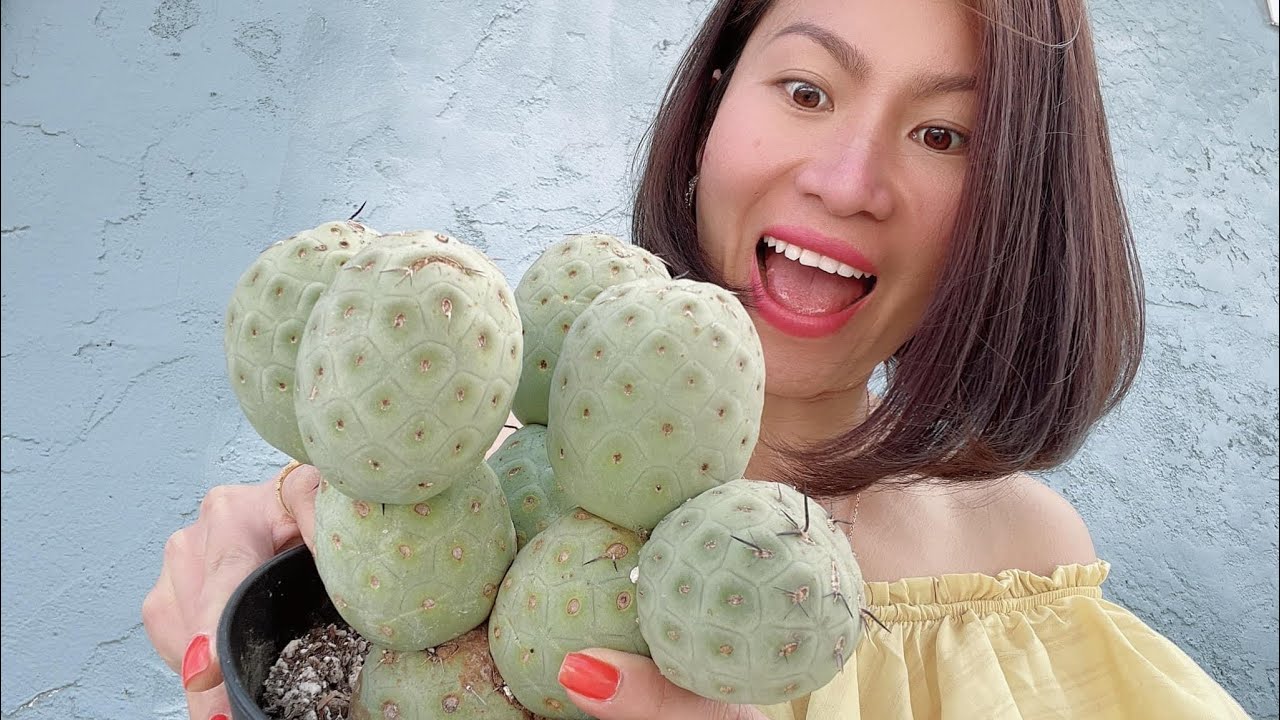Tephrocactus Ceometricus cactus- Mid week unbox 4/7/21 || Xương rồng & sen đá Hàn Quốc quí hiếm 🌵