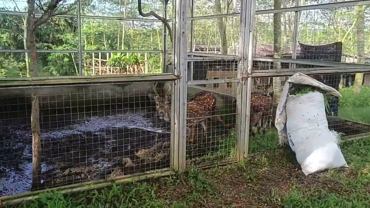D jual tanah kebun duren alpuket kandang kambing kandang ayam rusa plus vila 