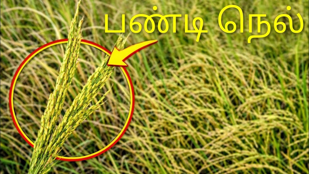 பண்டி நெல் ஏற்படுத்துவது இவ்வளவு பாதிப்பா😲வடக்கு விவசாயத்திற்கான சவால் @biofarmingtamil1797 