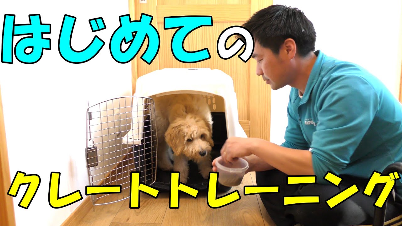 【犬　しつけ】初めてのクレートトレーニングに挑戦、園長の教え方の腕前はいかに⁉〖犬のしつけ幼稚園＠神戸〗byかずま先生