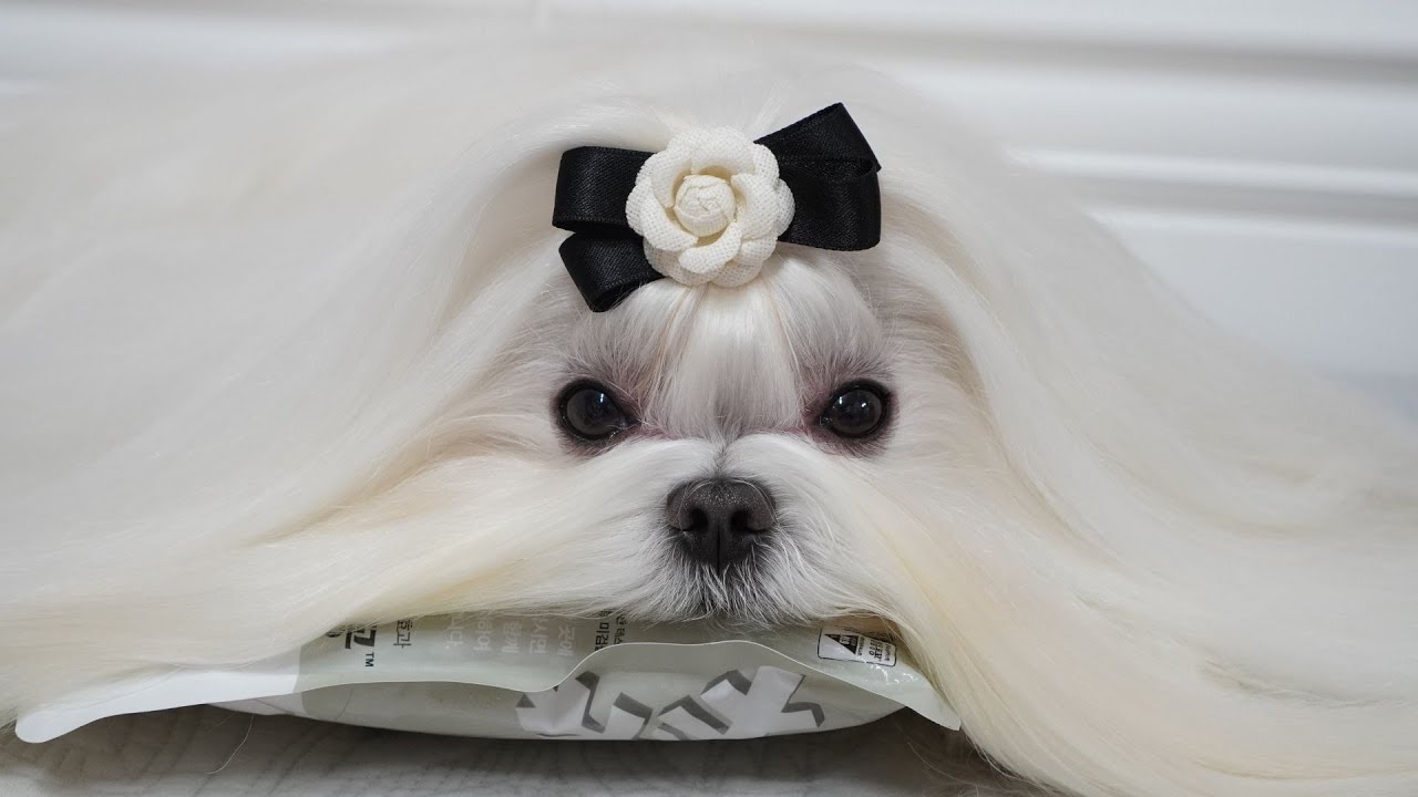 What is the Maltese Dog's Favorite Type of Exercise?