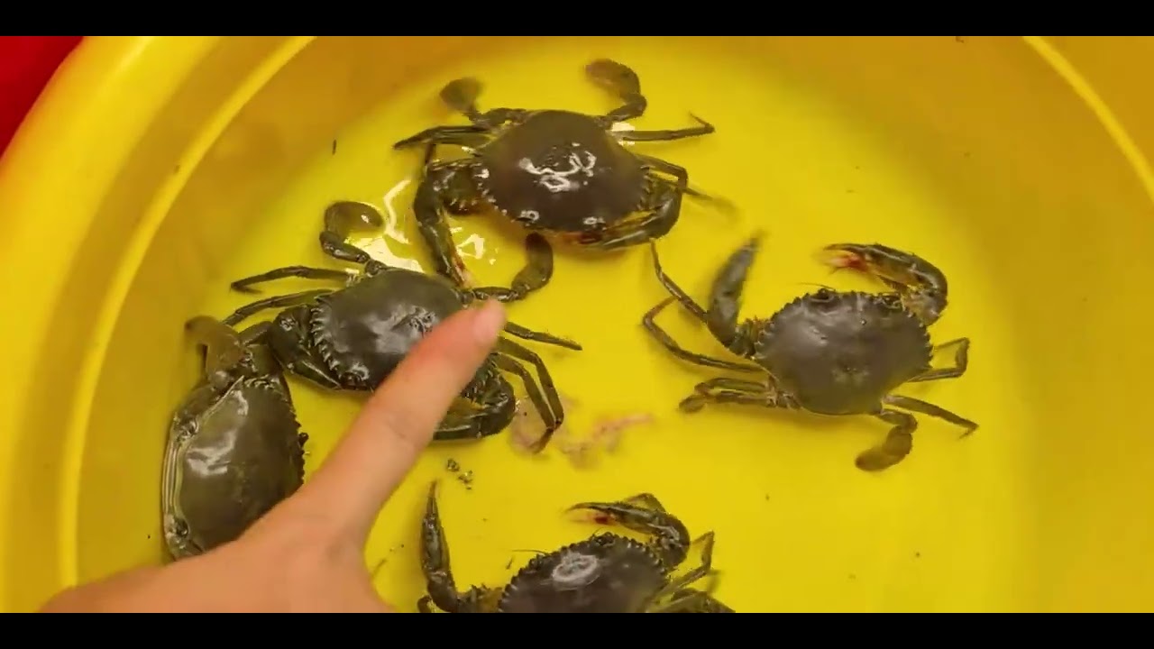 @giathuysan 🦀 Cung cấp Cua Biển Cua Mít Giống 3.000đ/con số lượng lớn khu vực Miền Tây @thuysanwork