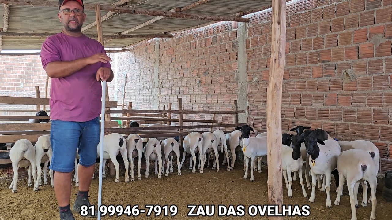 zau das ovelhas dorper venda de animais em  St.C.C-PE. Dicas de manejo Para quem quer começar
