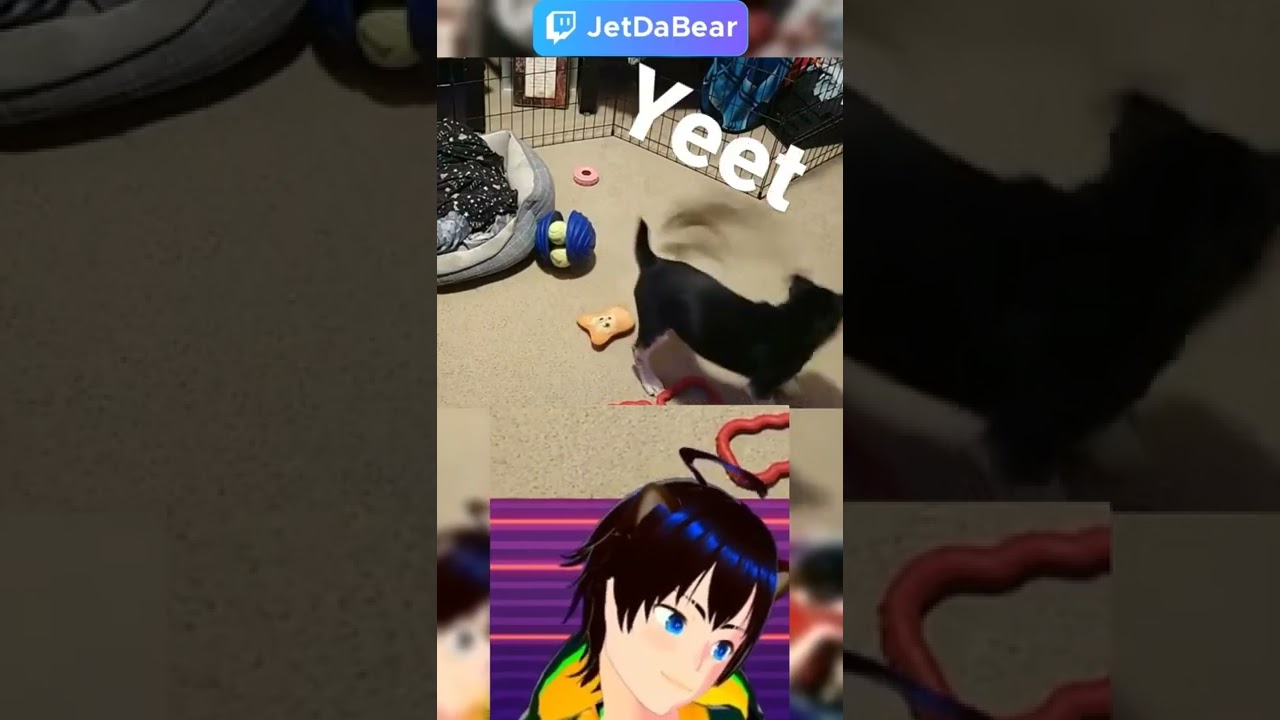 Kuma tosses her own toys it's so cute #vtuber #dog #doggo #puppy