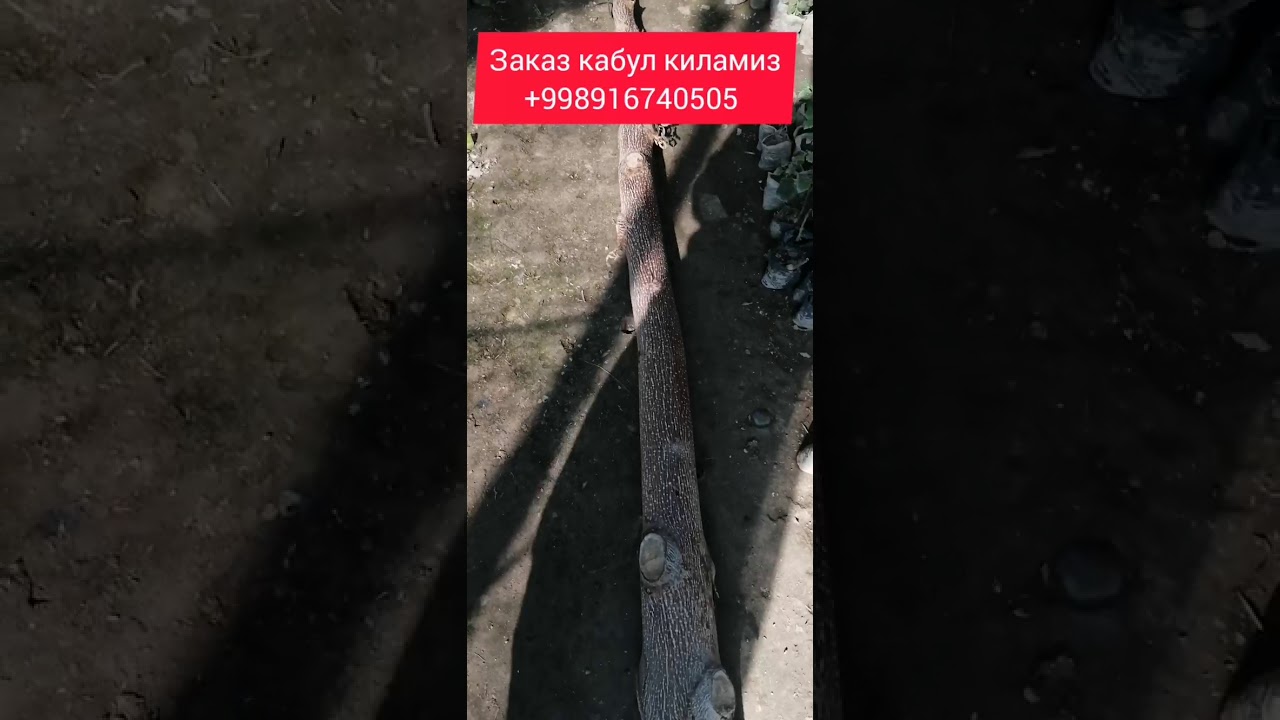 ПАВЛОНИЯ ТАЁР МАТЕРИАЛ МАРГИЛОН
