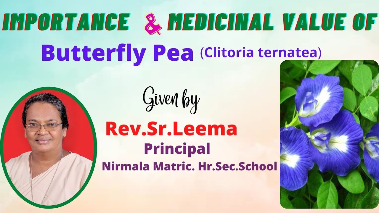 சங்கு  பூவின் மருத்துவ பயன்கள்| Butterfly Pea Flower Benefits| Sangu poo Tea|speech by Rev. Sr.Leema