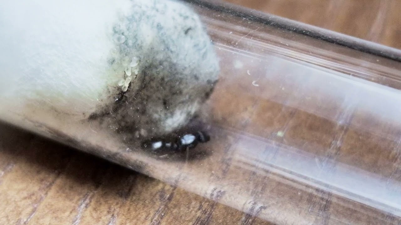 Tetramorium caespitum