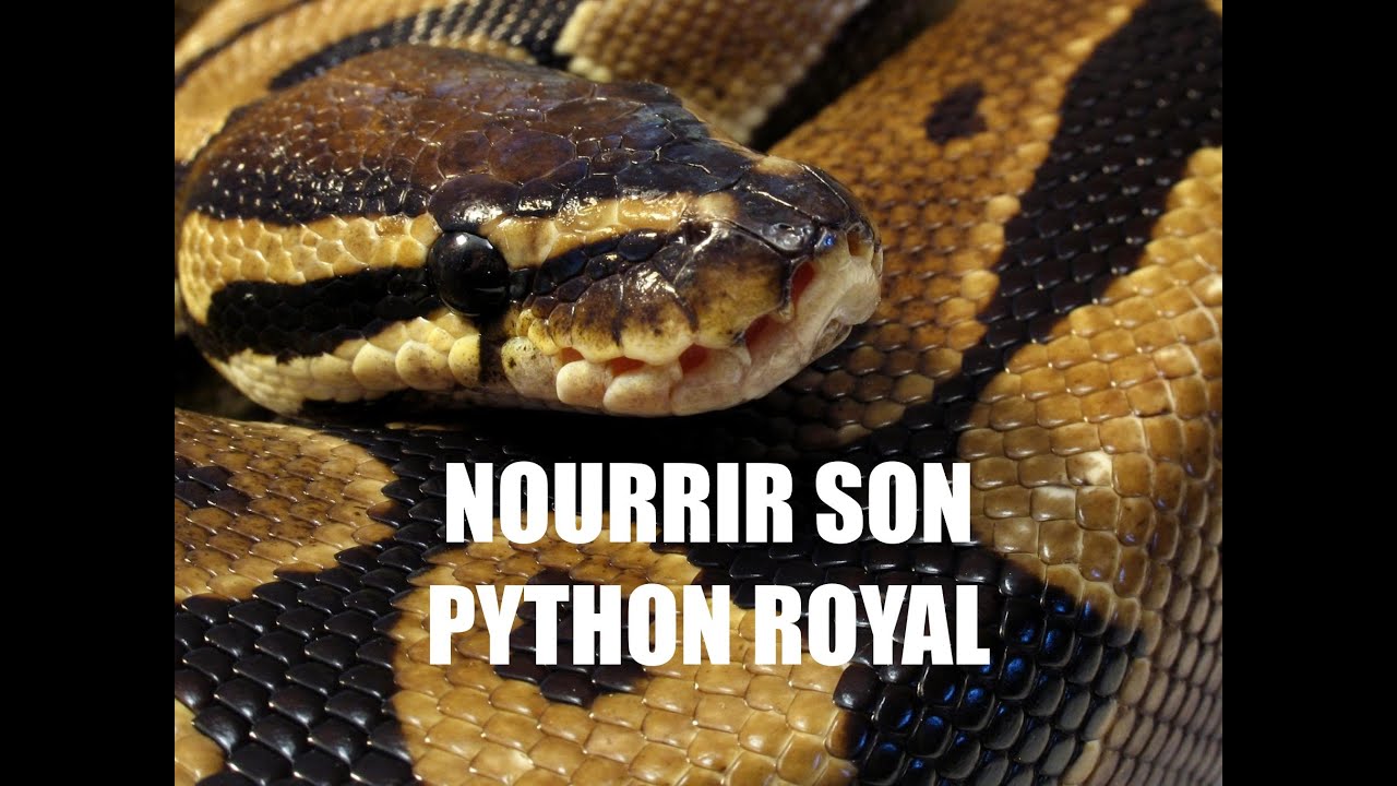 Nourrissage Python Royal / Python Regius