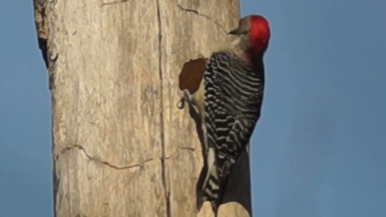 Red-bellied woodpecker is nesting @ High Park, Toronto