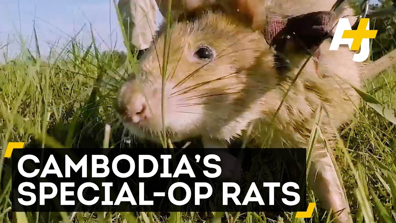 Giant Rats Are Clearing Landmines In Cambodia