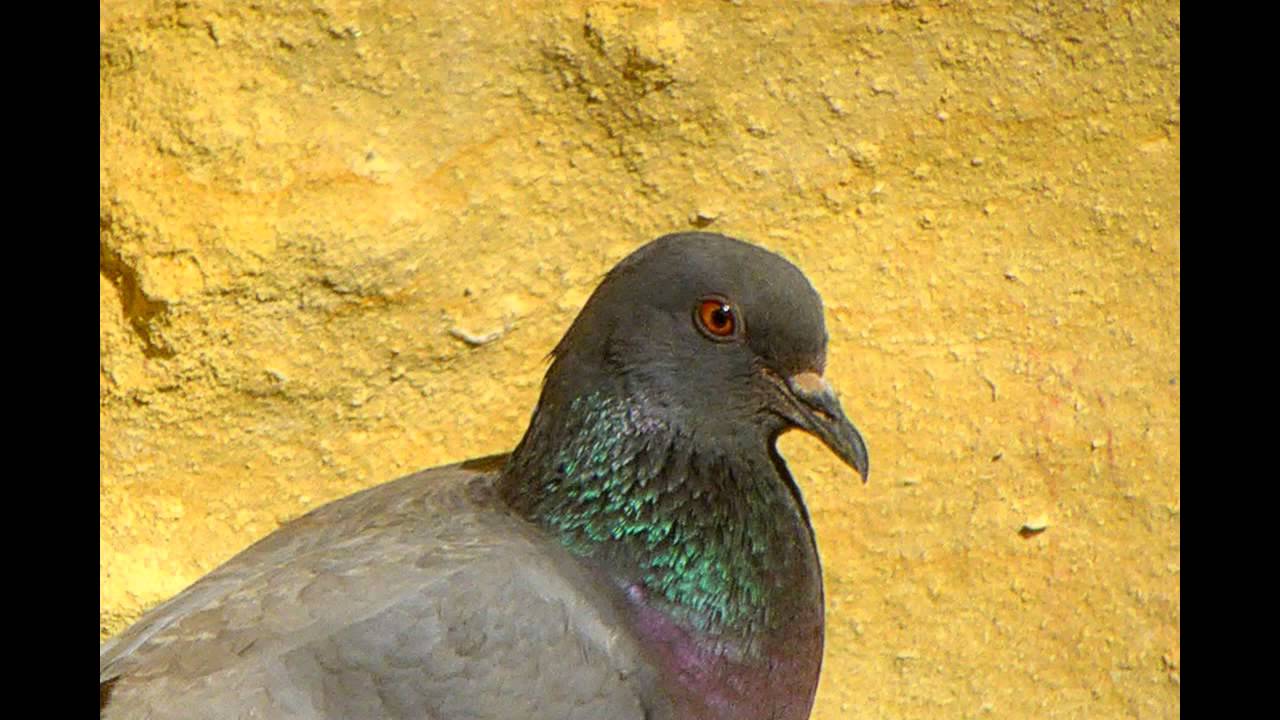Rock Dove - Rotsduif