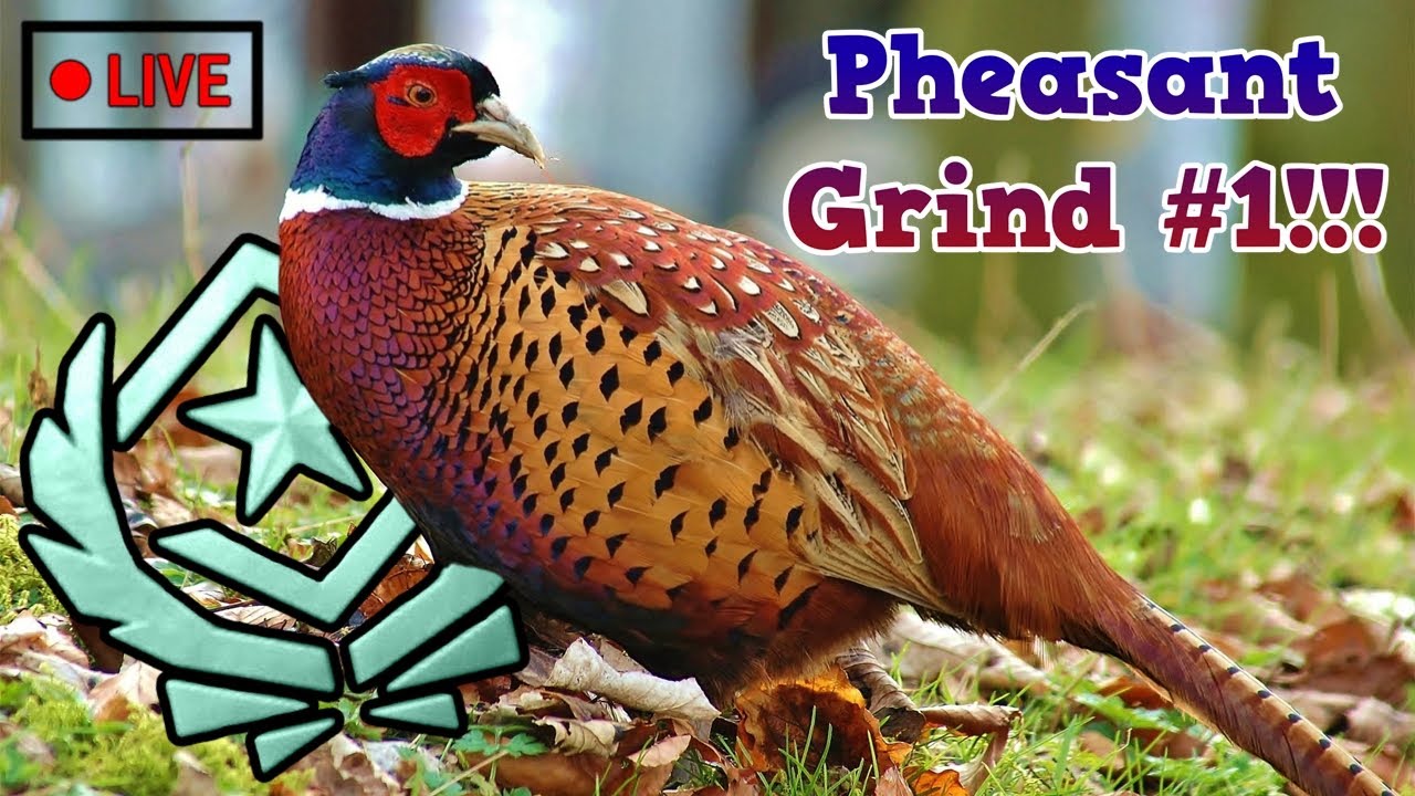 Sacrificing My Sanity for a Great One Pheasant! | theHunter COTW