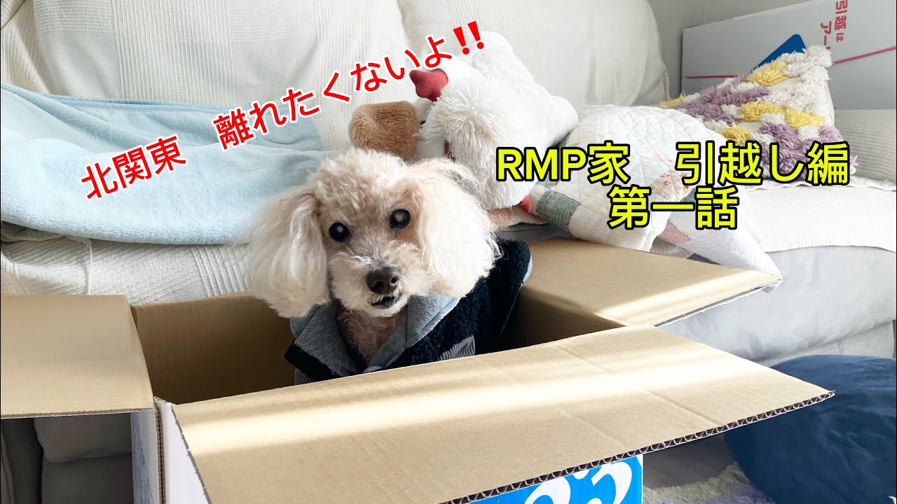 RMP家　引越し編　第1話　#トイプードル #癒し #犬のいる生活 #引越し 