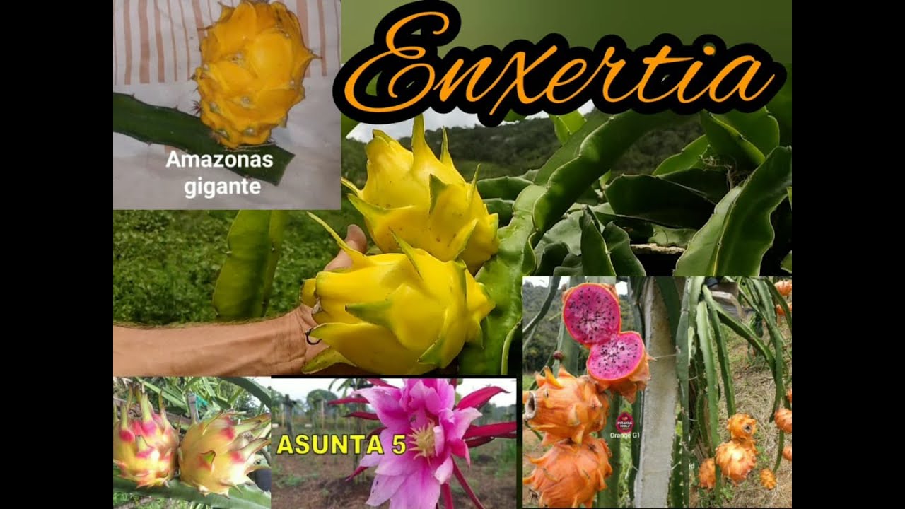 A melhor técnica de enxertia em mudas de Pitaya, para fim comercial.