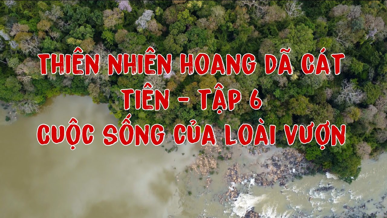 Thiên nhiên hoang dã Vườn quốc gia Cát Tiên-Tập 6. Cuộc sống của Loài Vượn.The yellow-cheeked gibbon