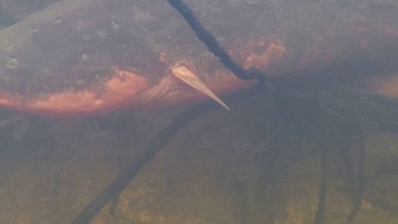 Strętwa (Electrophorus electricus) Tahuayo Rivier 2017