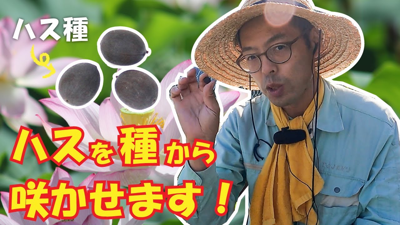 蓮を種から咲かせます！（植え付け編）