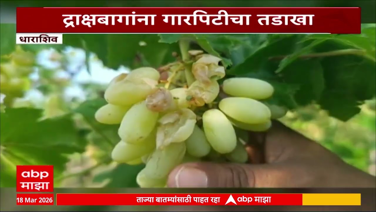 Dharashiv Grapes Loss : द्राक्षबागांना गारपिटीचा तडाखा, अवकाळीनं द्राक्षबाग भूईसपाट