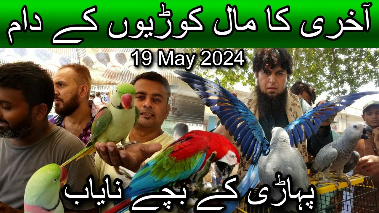Lalukhet exotic birds market May 19, 2024 | Cheapest price birds market in karachi pakistan