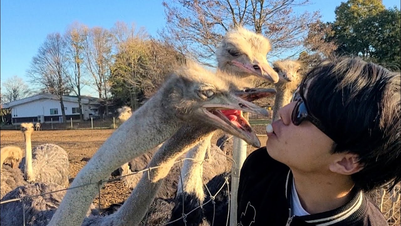 興奮状態のダチョウと上手にキスする方法