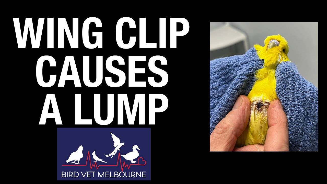 HELP! Budgie's wing clip causes a lump?!??