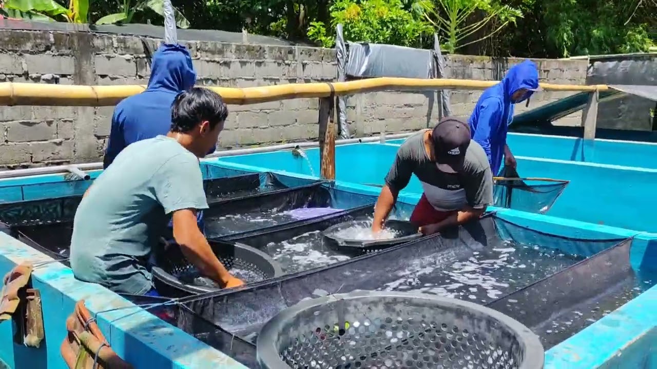 Kerja Kirim bibit lele - Wirausaha