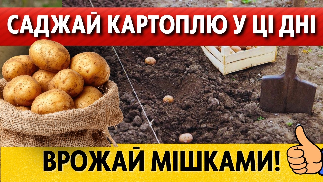 КРАЩІ ДНІ для посадки картоплі 2026 за місячним календарем. Місячний календар городника