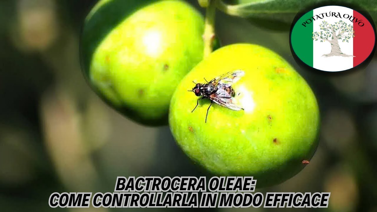 Come ridurre al minimo gli attacchi di mosca olearia sulle tue olive
