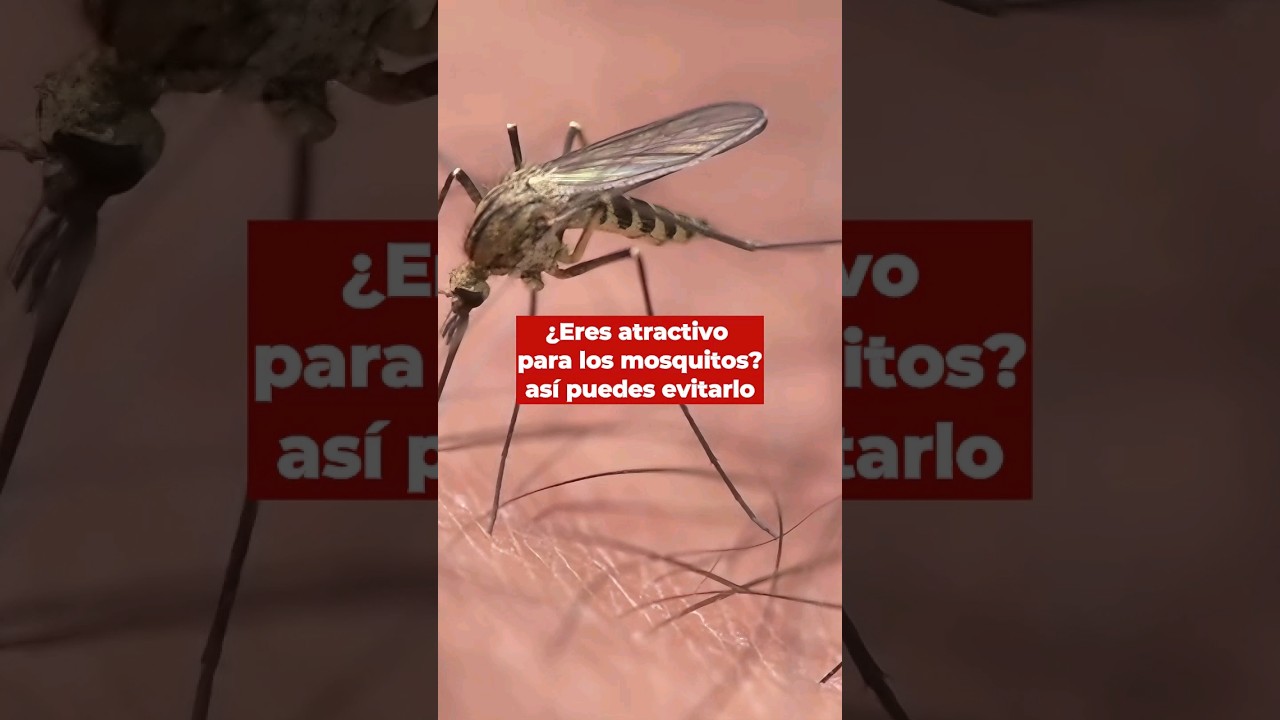 ¿Por qué los mosquitos prefieren picar a algunas personas? Esto dice la ciencia