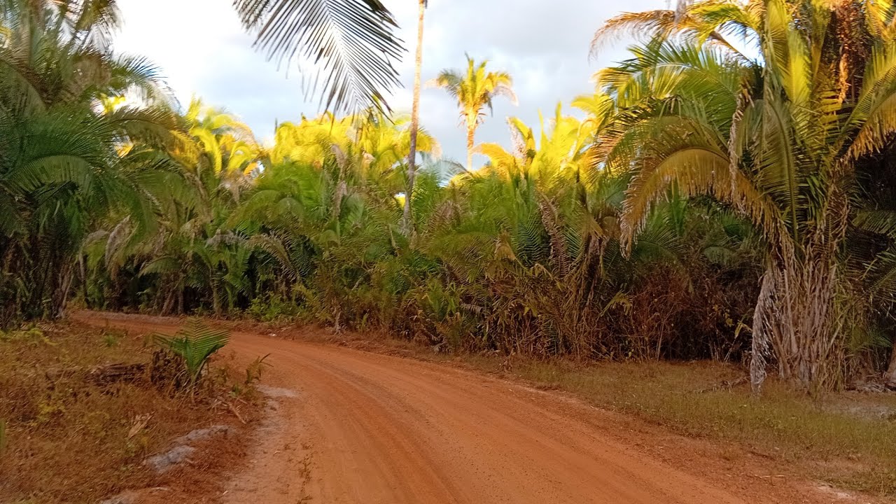 FOMOS BUSCAR SAMAMBAIA E ORQUÍDEA