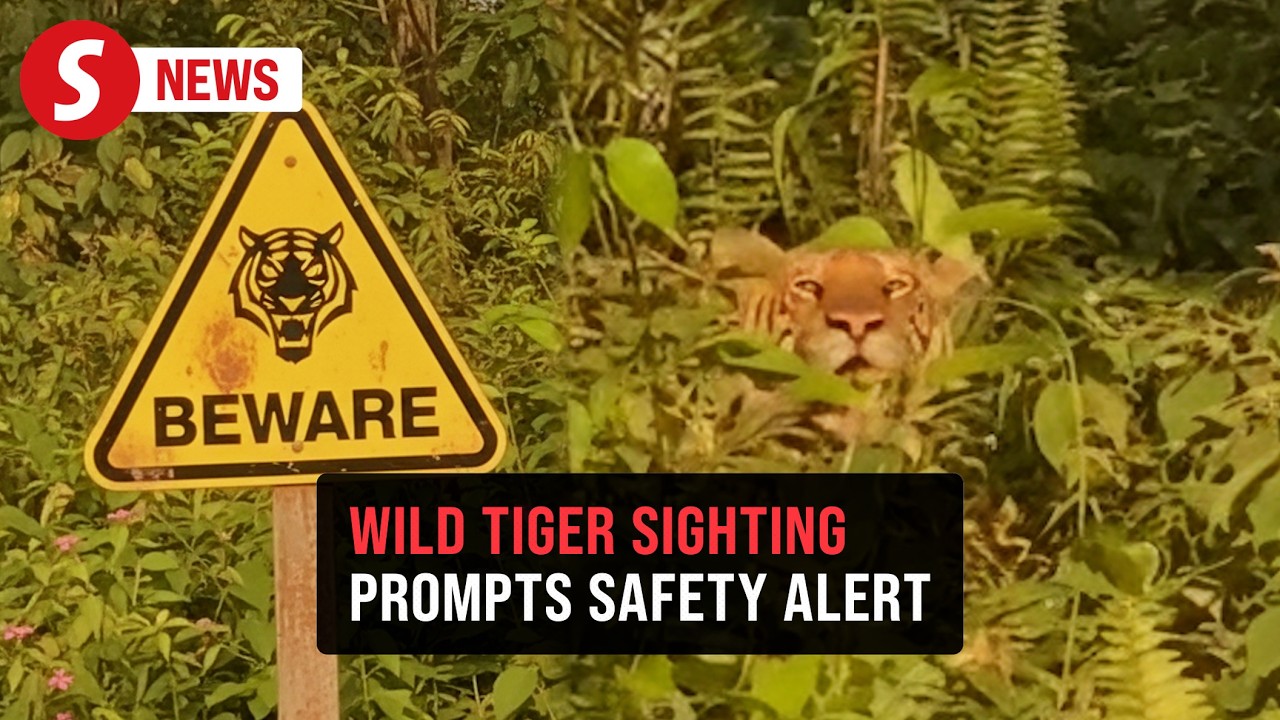 Villagers told to be vigilant after tiger sighted near Kluang plantation