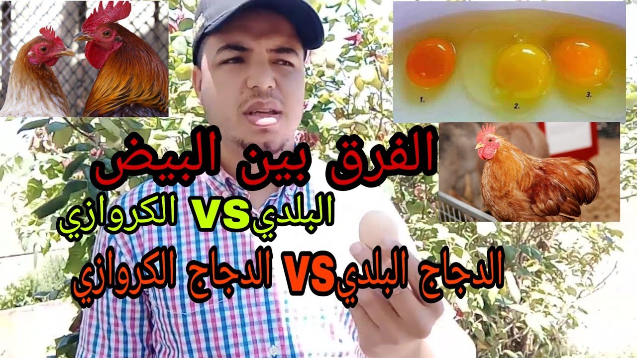ها كيفاش تفرق بين البيض البلدي والبيض الكروازي .