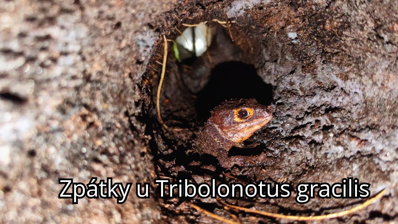 SCINK PŘILBOVÝ (Tribolonotus gracilis) - update, novinky, překvapení a nové zkušenosti