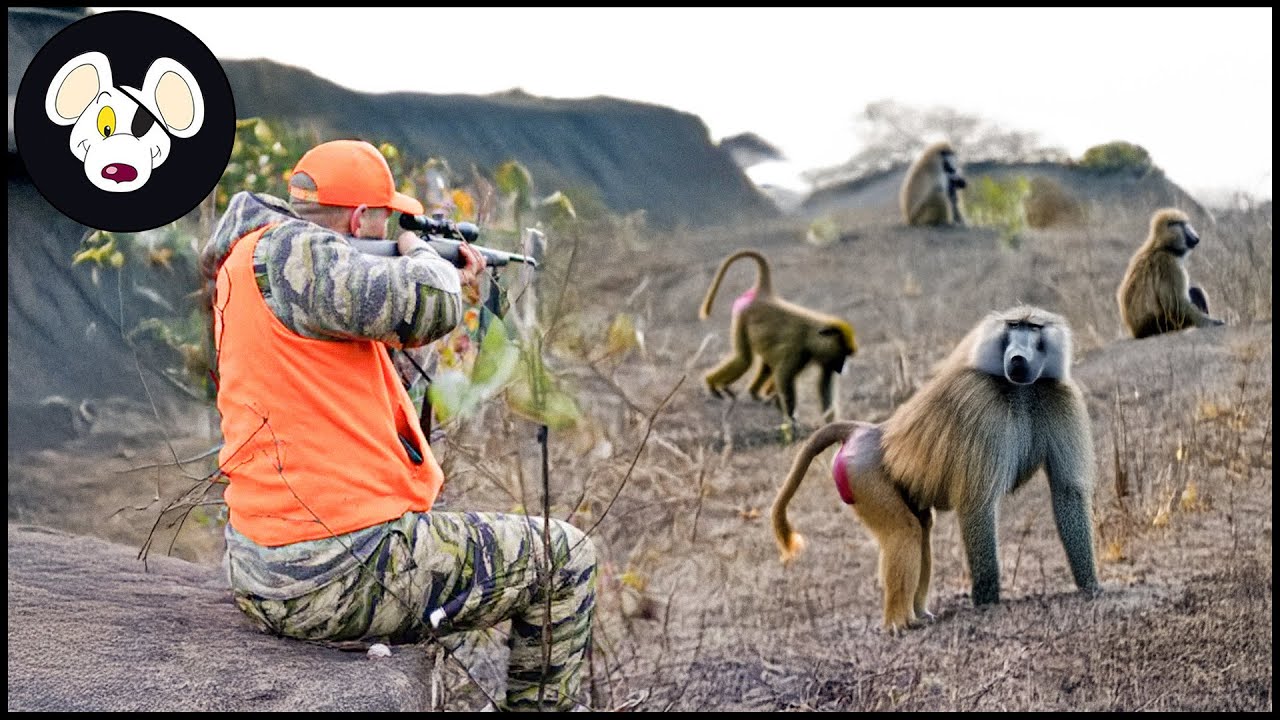 South Africa&rsquo;s Wild Hunt: Inside The Fight Against Rampaging Monkeys And Baboons | Hunting Videos