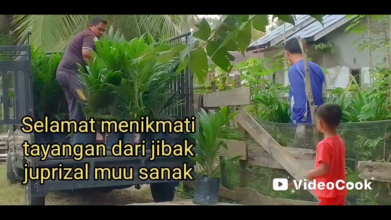 Muat bibit sawit di Muaro Sentajo #demi sesuap nasi 