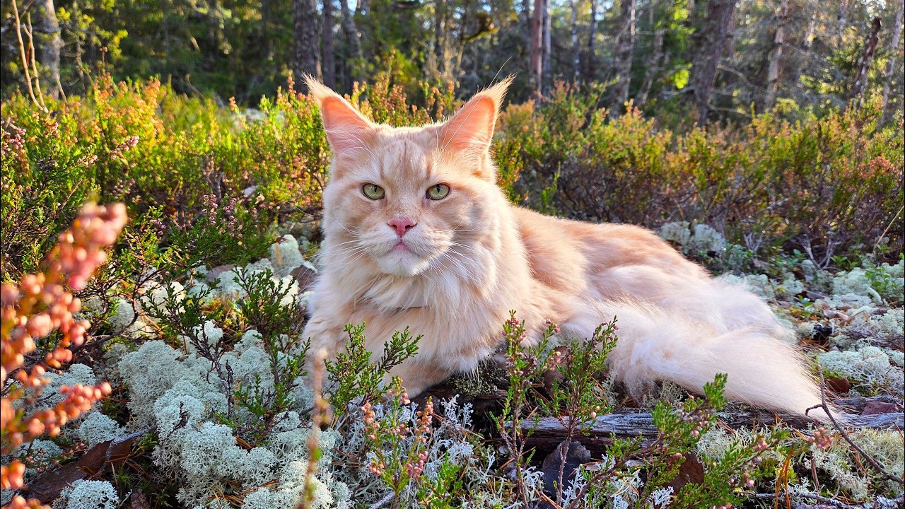 Relax With Buster In the Forest