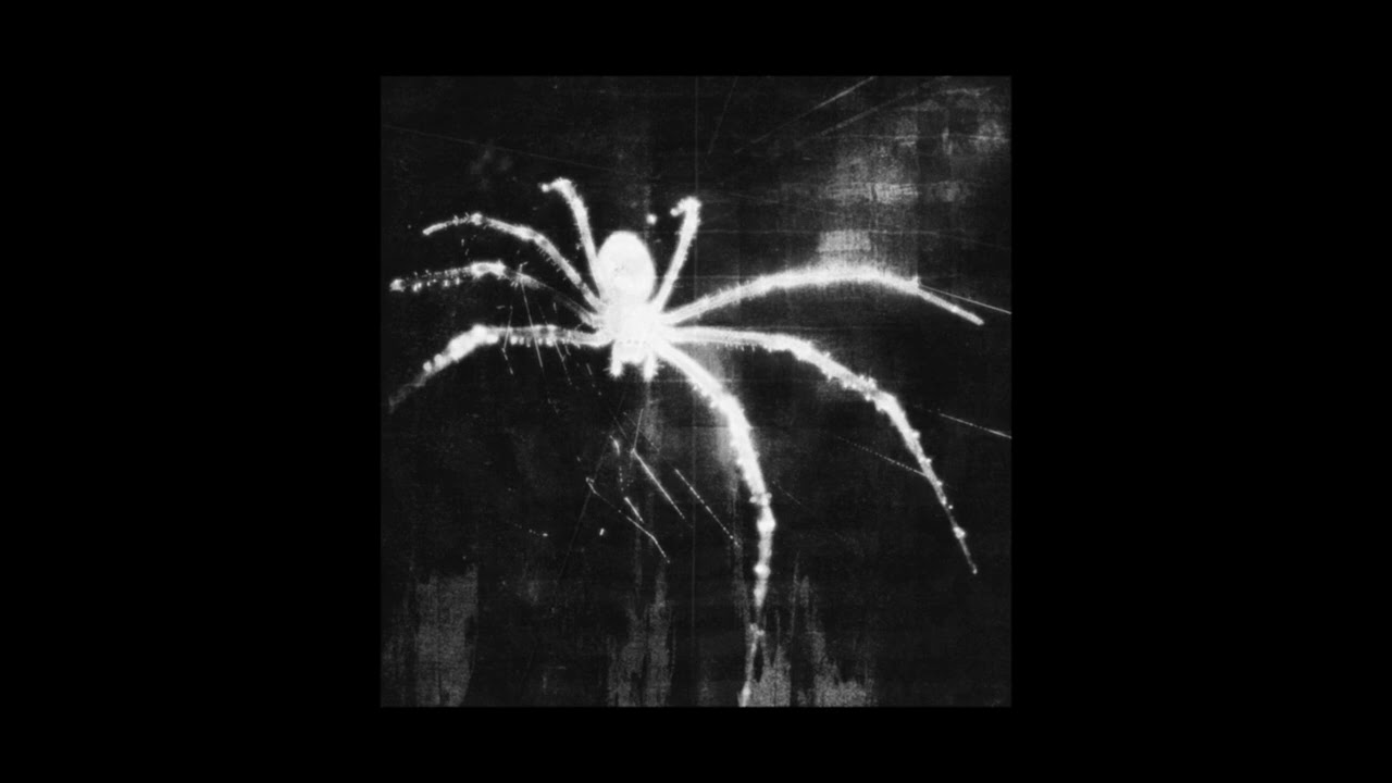 Spider x phonk