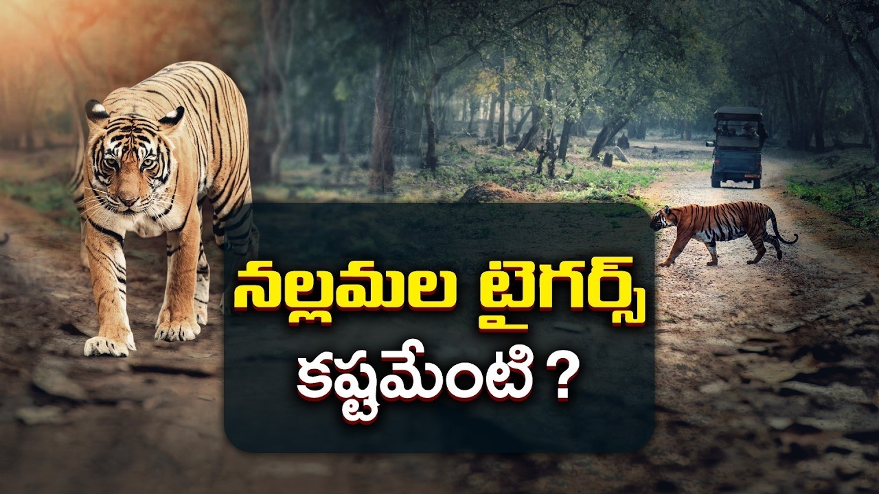 నల్లమల అడవుల్లో పులుల మరణం కలకలం.. సంరక్షణపై అటవీశాఖ ఫోకస్ :🔴LIVE
