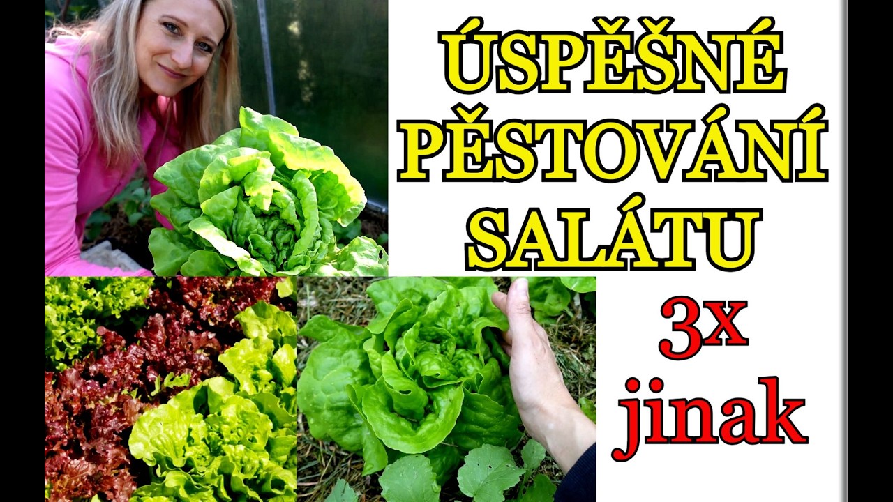 SALÁT | PĚSTOVÁNÍ SALÁTU 3x jinak | Jak mít SALÁTY po celý rok