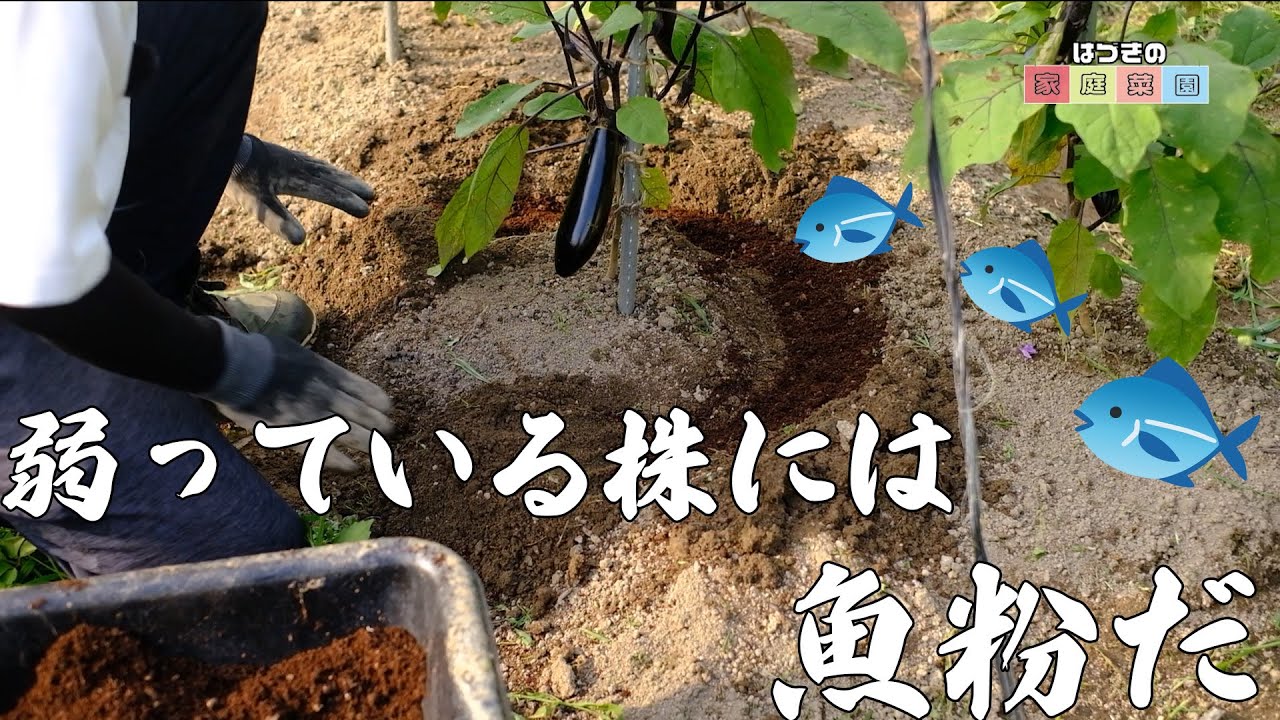 家庭菜園のナスの育ちが悪いなら●●しよう！【無農薬の見方も紹介！】