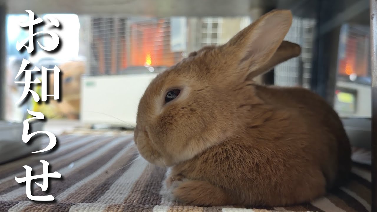突然ですが、うさぎのYouTubeをお休みします。　(No.2104)