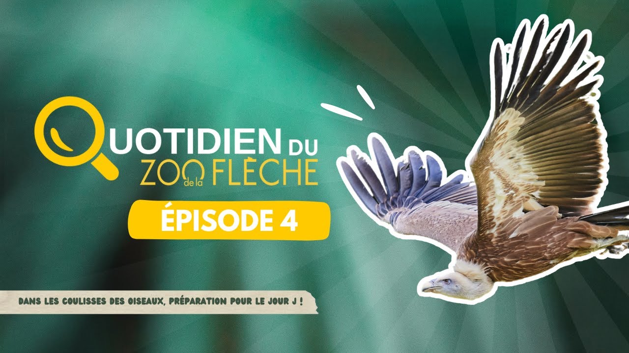 Dans les coulisses des oiseaux, préparation pour le jour J ! (Saison 1 - Episode 4)