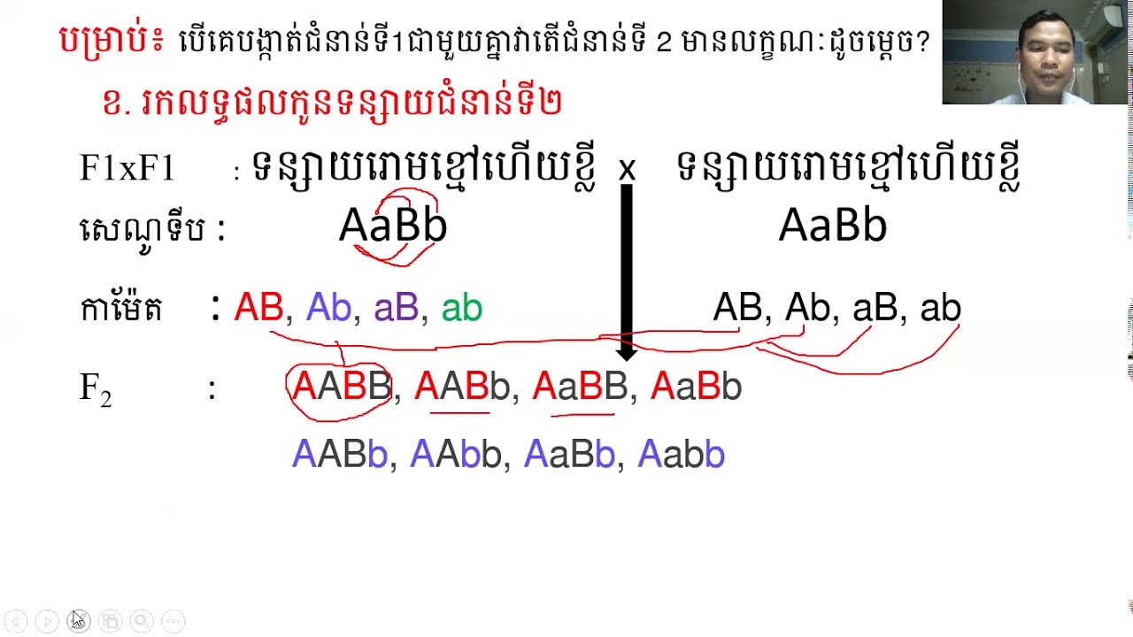 ជីវទី១១ ពន្យល់លំហាត់ឌីអ៊ីប្រ៊ីឌីស ការបង្កាត់ទន្សាយ