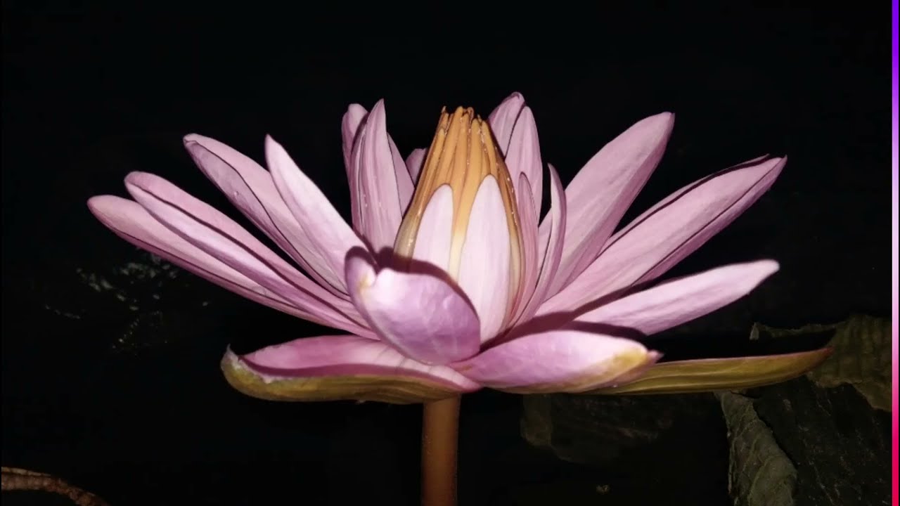 YOGA INTRODUCTION