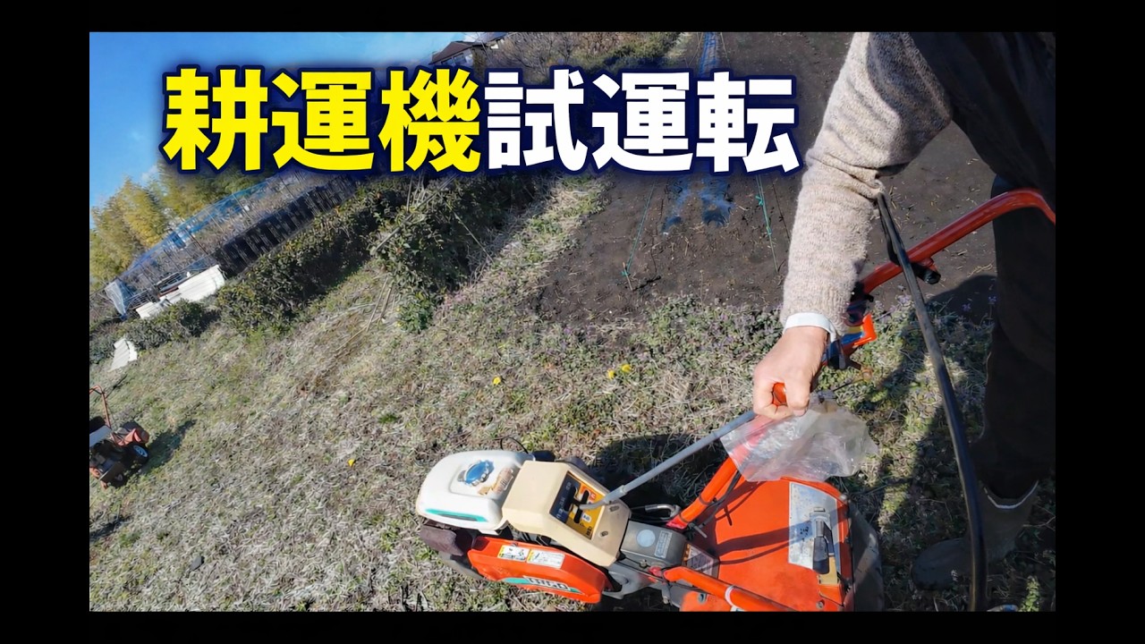 2026年3月7日　畑仕事耕運機試運転、野菜収穫　Dùng thử chiếc siêu máy cày mới mua.