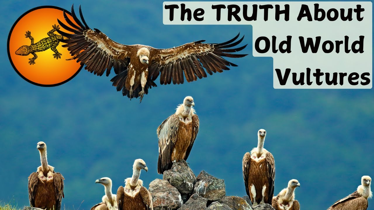 What Are Old World Vultures?