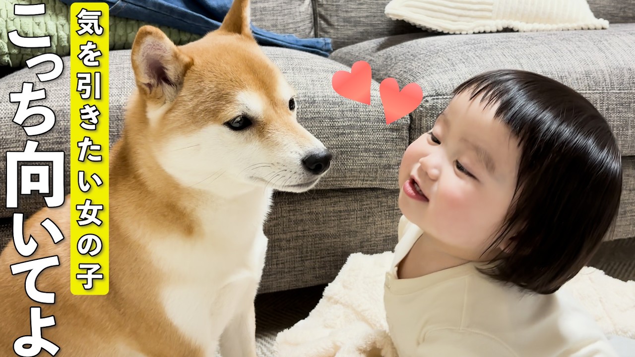 大好きな柴犬に振り向いて欲しくて必死にアピールする1歳児が可愛すぎましたwww