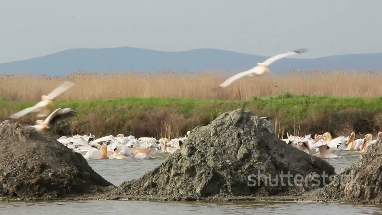 Migratory Marvels: The Birds of Romania's Wetlands #cuteanimal #wildlife #nature