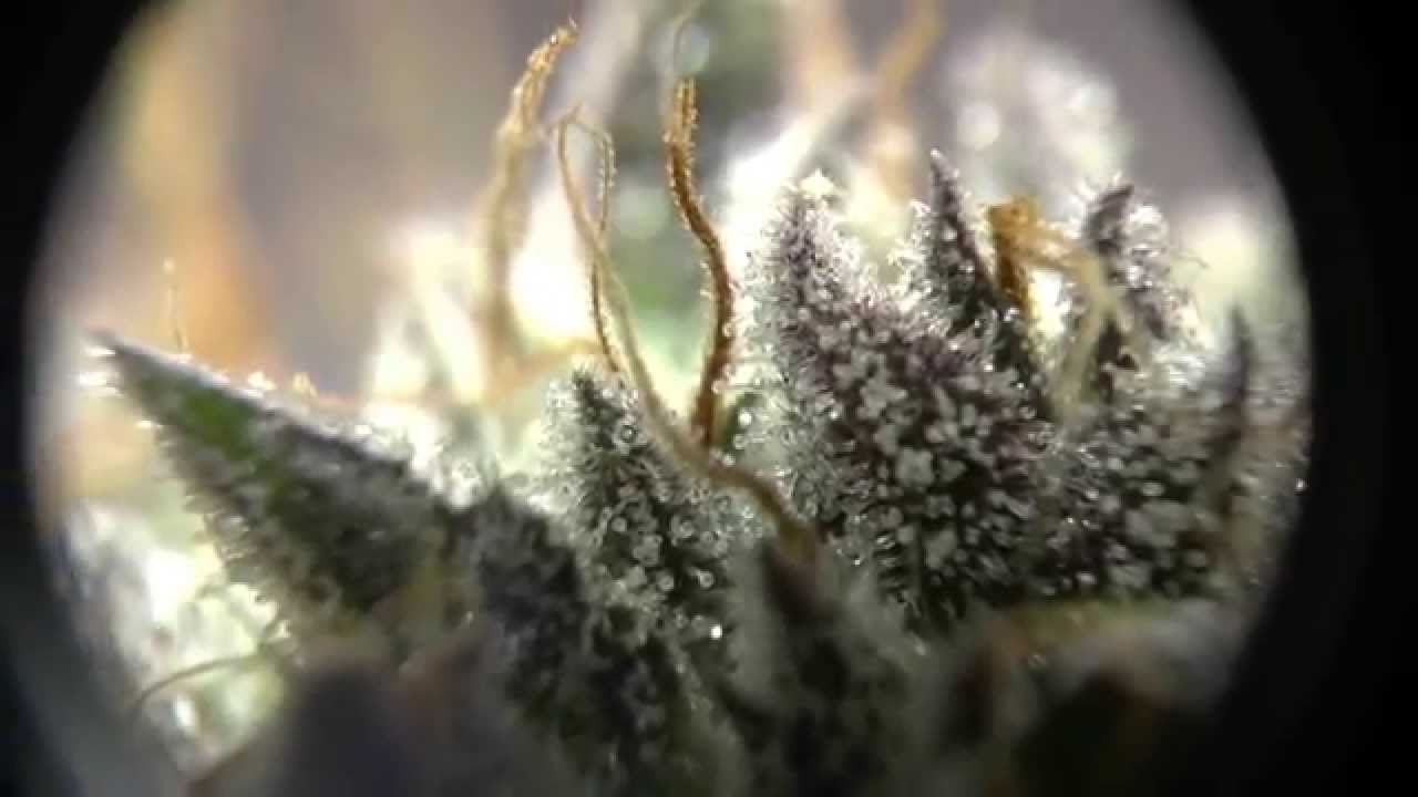 Spectrum King LED Light Finishes, Medi Kush Side BY Side
